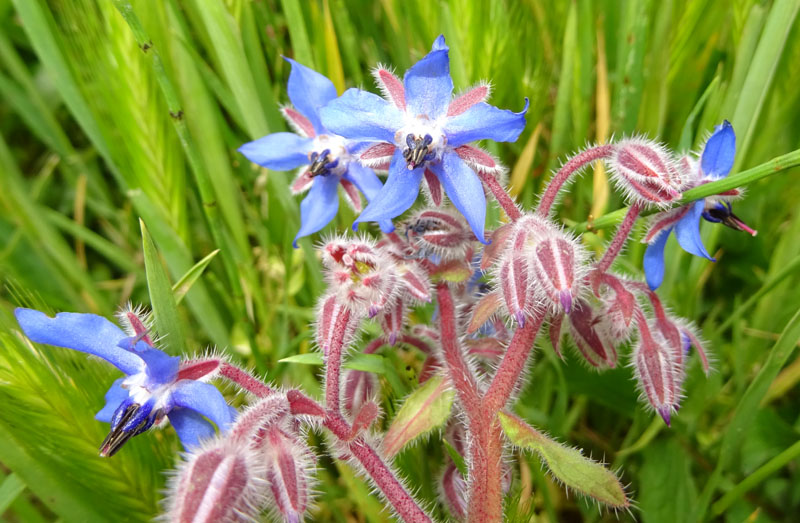 Borago officinalis - Boraginaceae